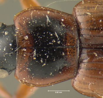 Media type: image;   Entomology 32968 Aspect: pronotum dorsal